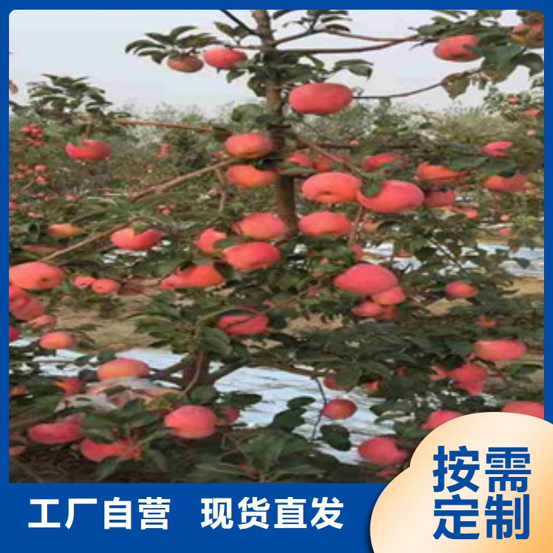 长沙短枝红将军苹果树苗种植方法