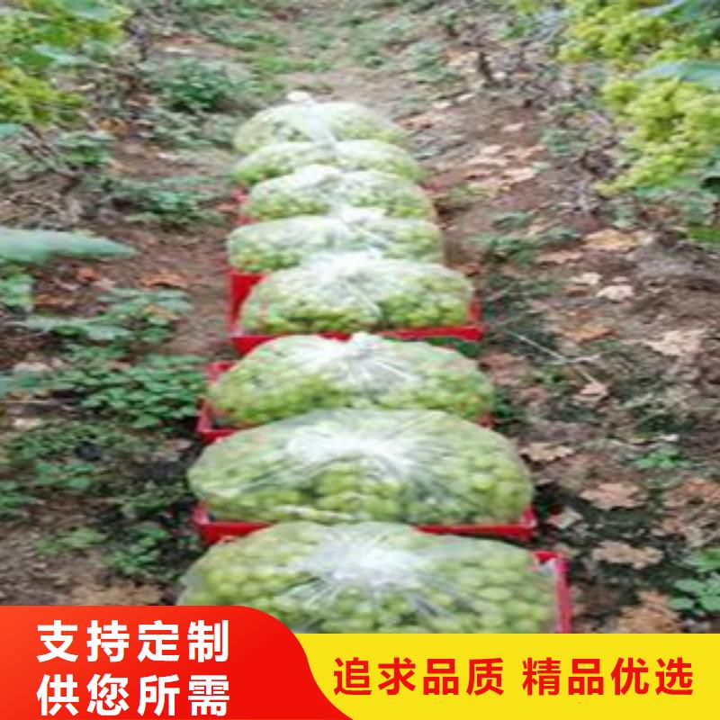 惠州1厘米红宝石无核葡萄苗栽培时间