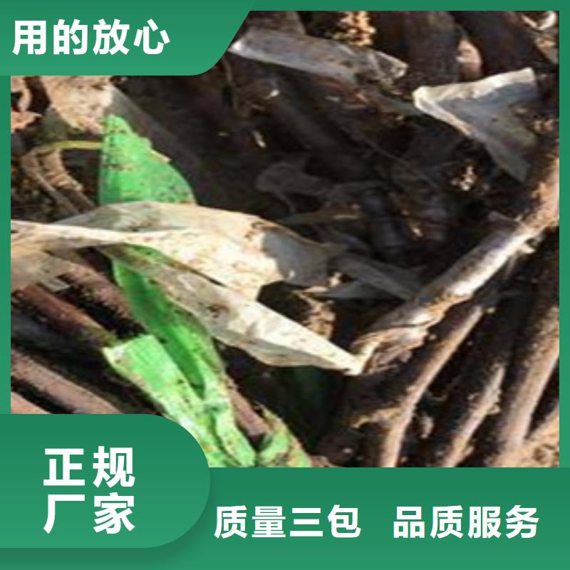 杭州3公分无核白鸡心葡萄苗品种
