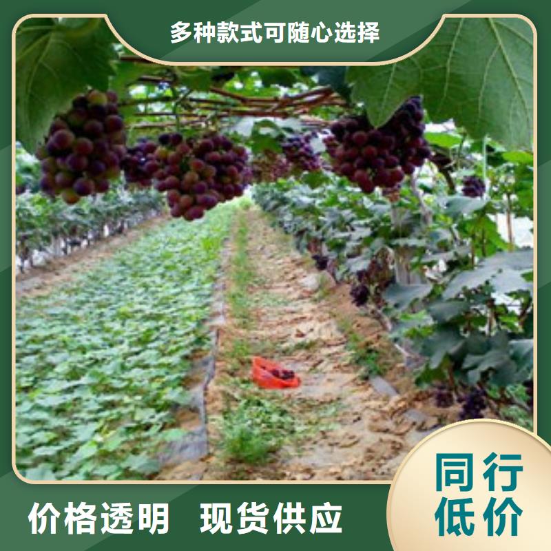 南昌1.2米无核早红葡萄苗种植基地