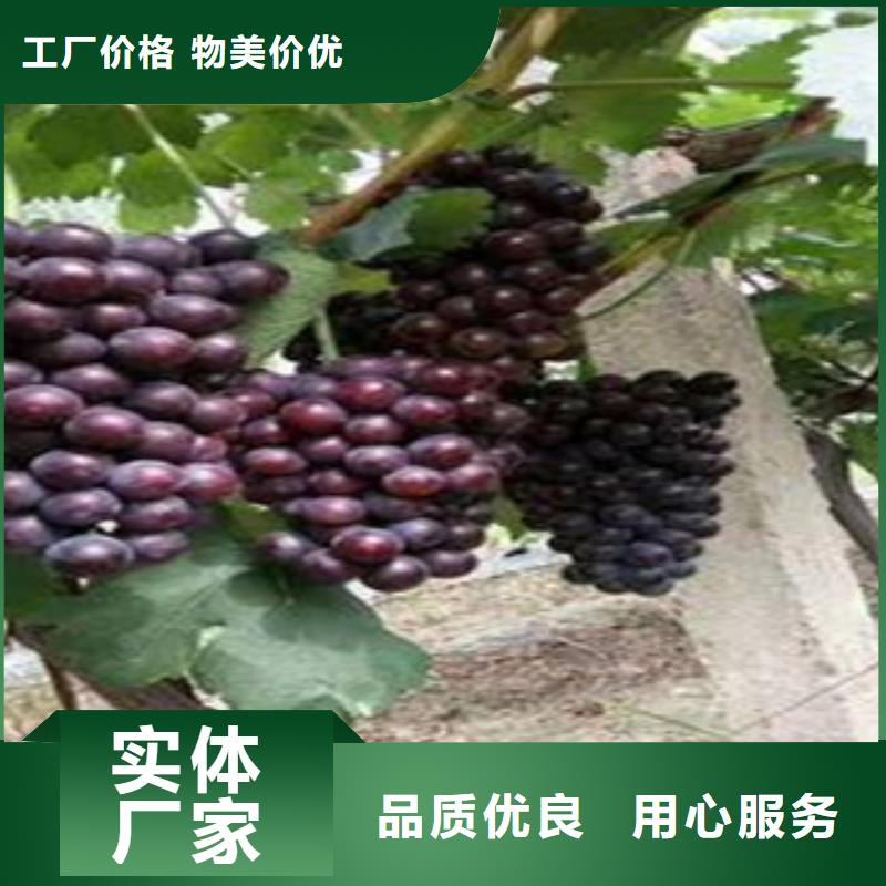 台湾1年生葡萄苗资讯