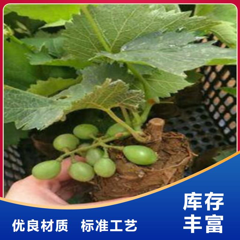 滁州嫁接京亚葡萄苗种植方法