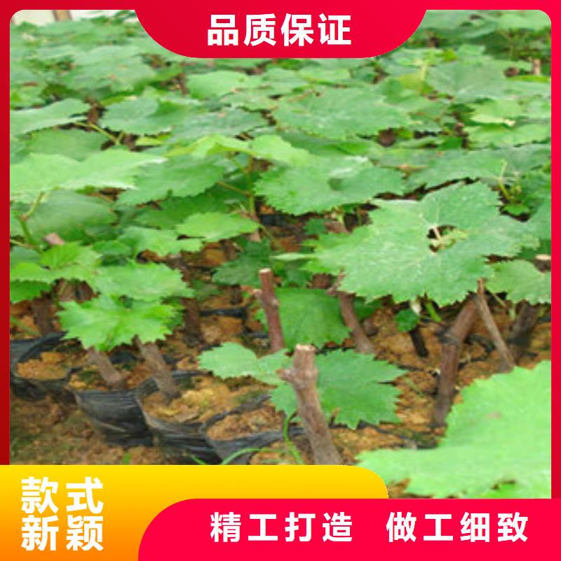 盘锦12公分早熟红无核葡萄苗品种