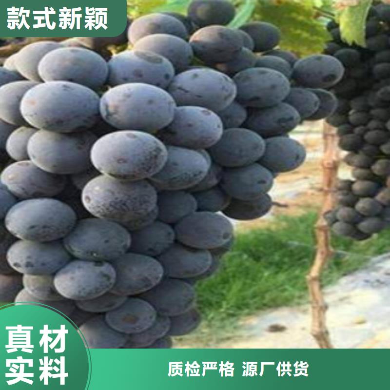 银川1.2厘米晚熟葡萄苗哪里的品种纯