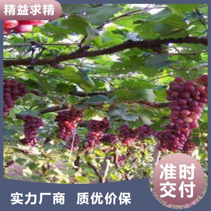 萍乡两年生阳光玫瑰葡萄苗品种介绍