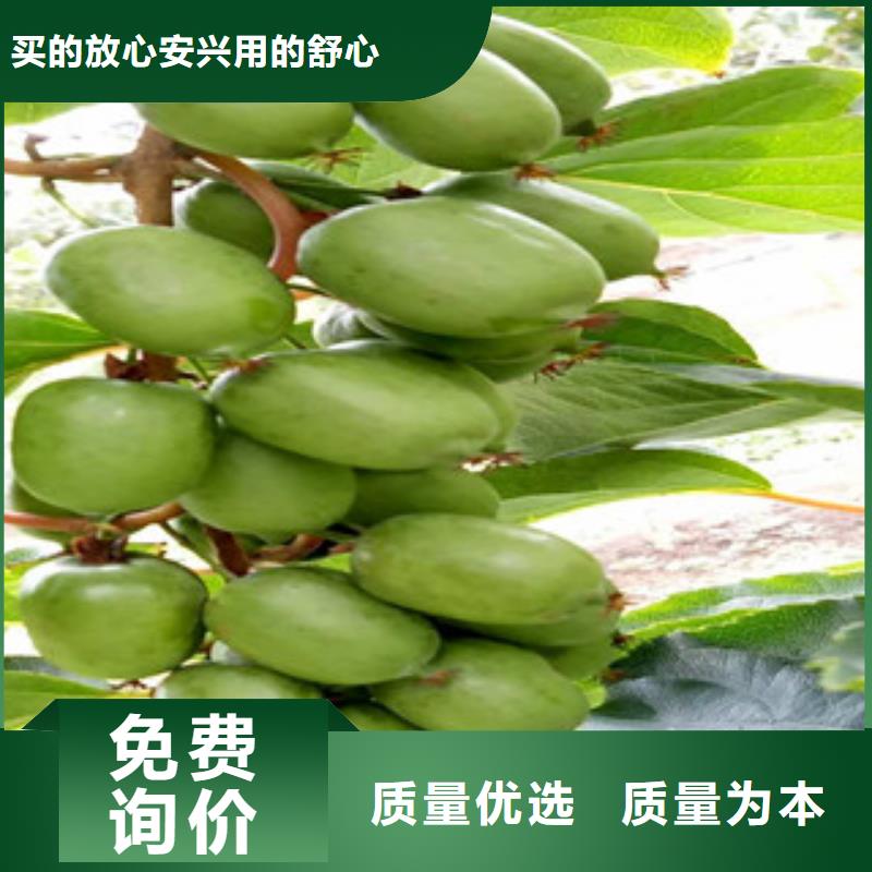 绍兴亚特猕猴桃苗生产基地