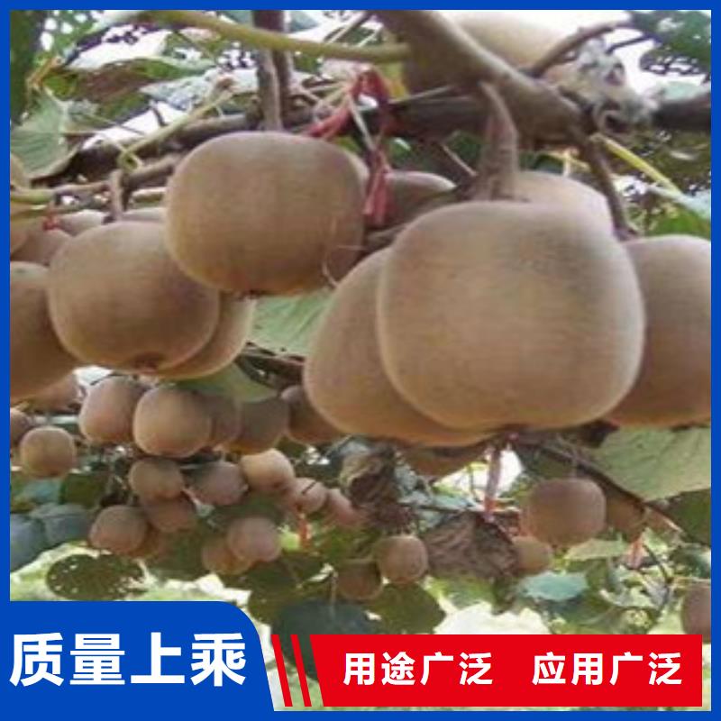 宿州红阳猕猴桃苗种植时间