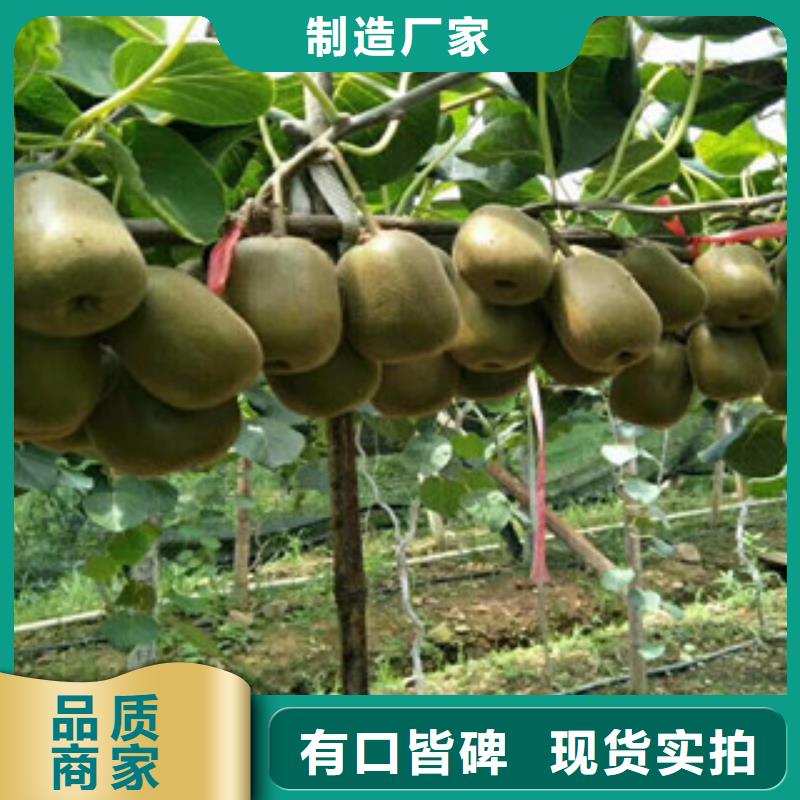 乐山红阳猕猴桃苗品种大全