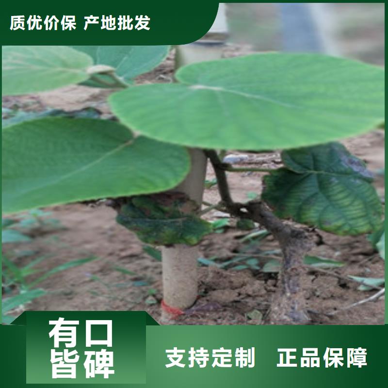 广东猕猴桃苗生产基地