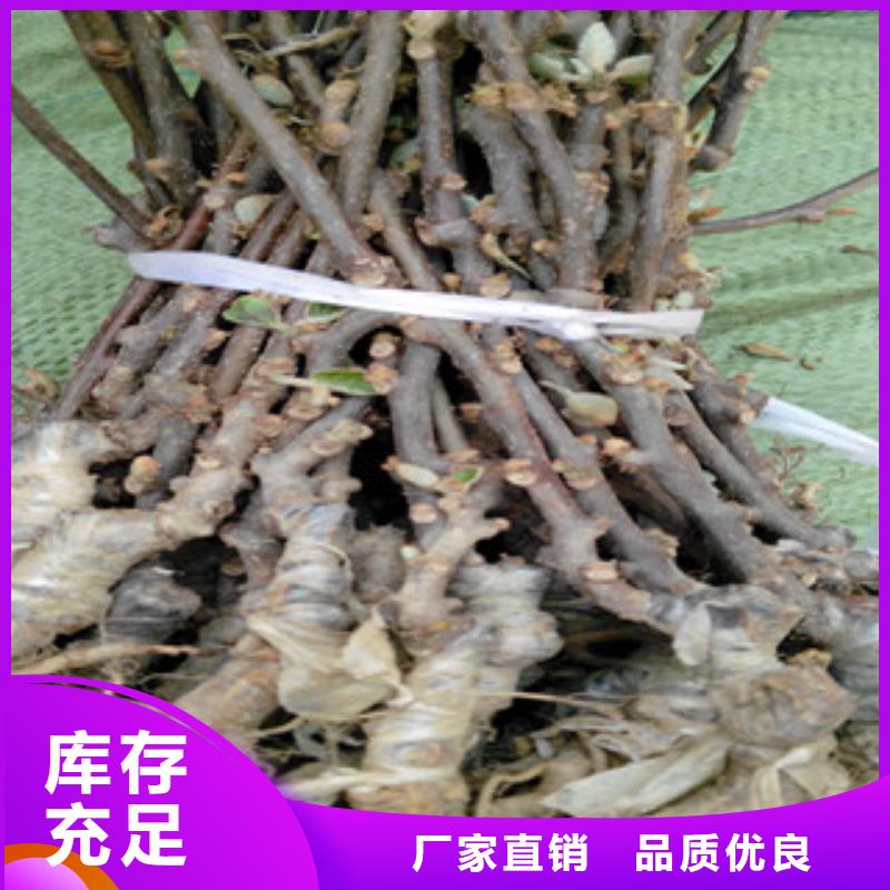 安康翠香猕猴桃苗品种大全
