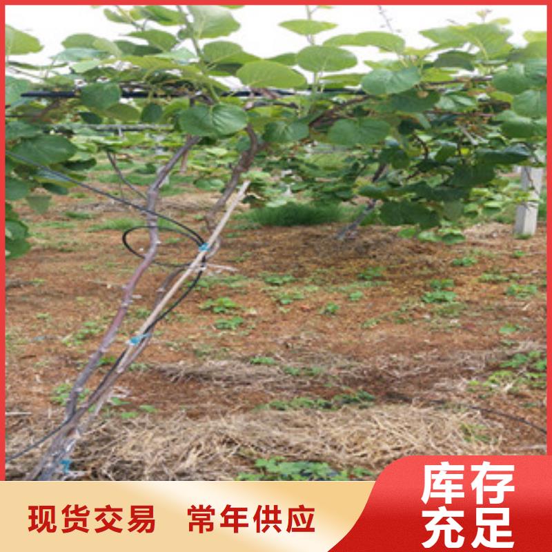 绍兴亚特猕猴桃苗种植方法