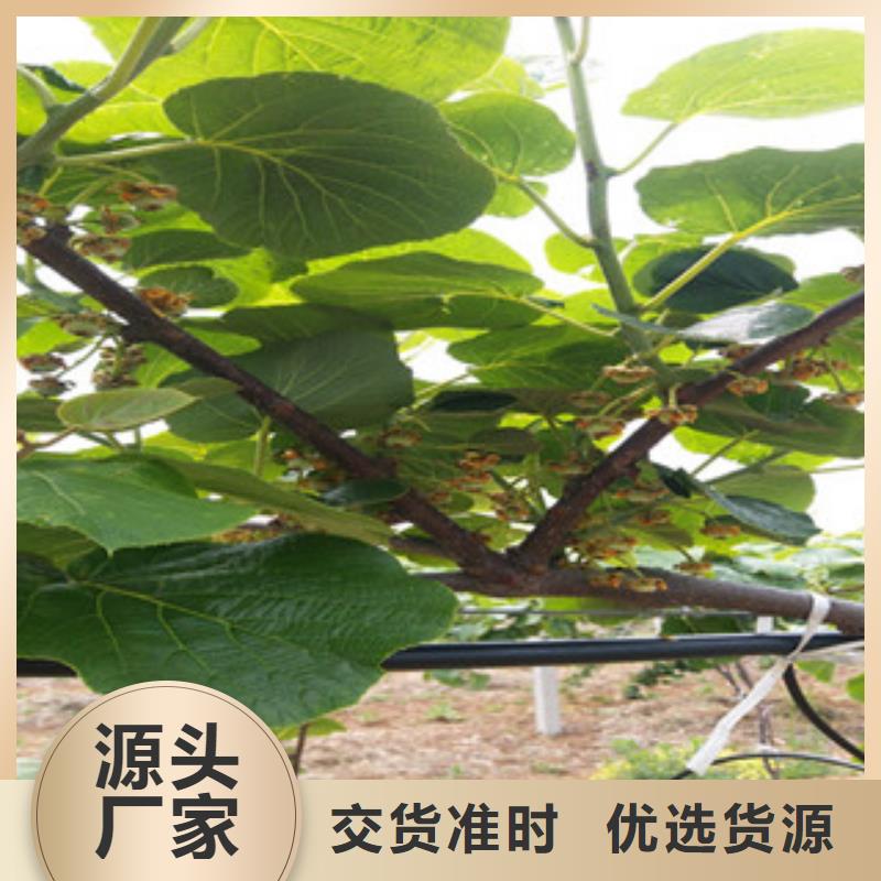 四平楚红猕猴桃苗品种