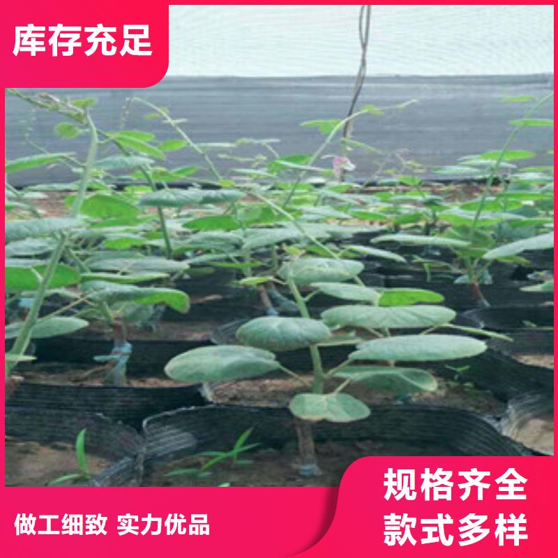 安徽翠香猕猴桃苗品种大全