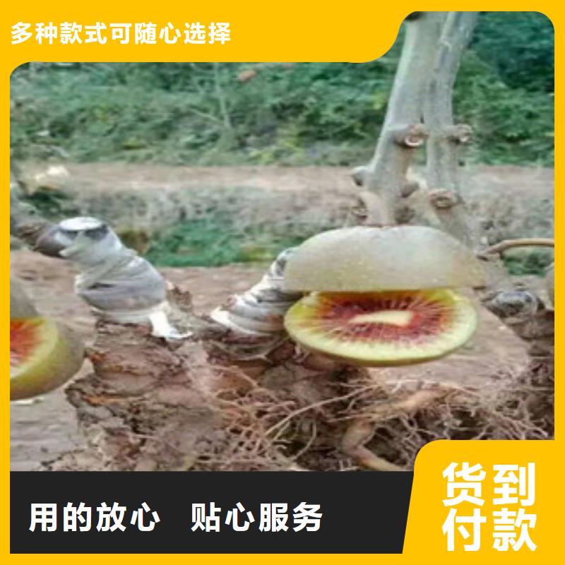 黄山亚特猕猴桃苗种植方法