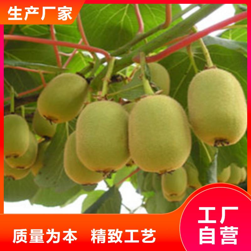 台州海沃德猕猴桃苗零售  