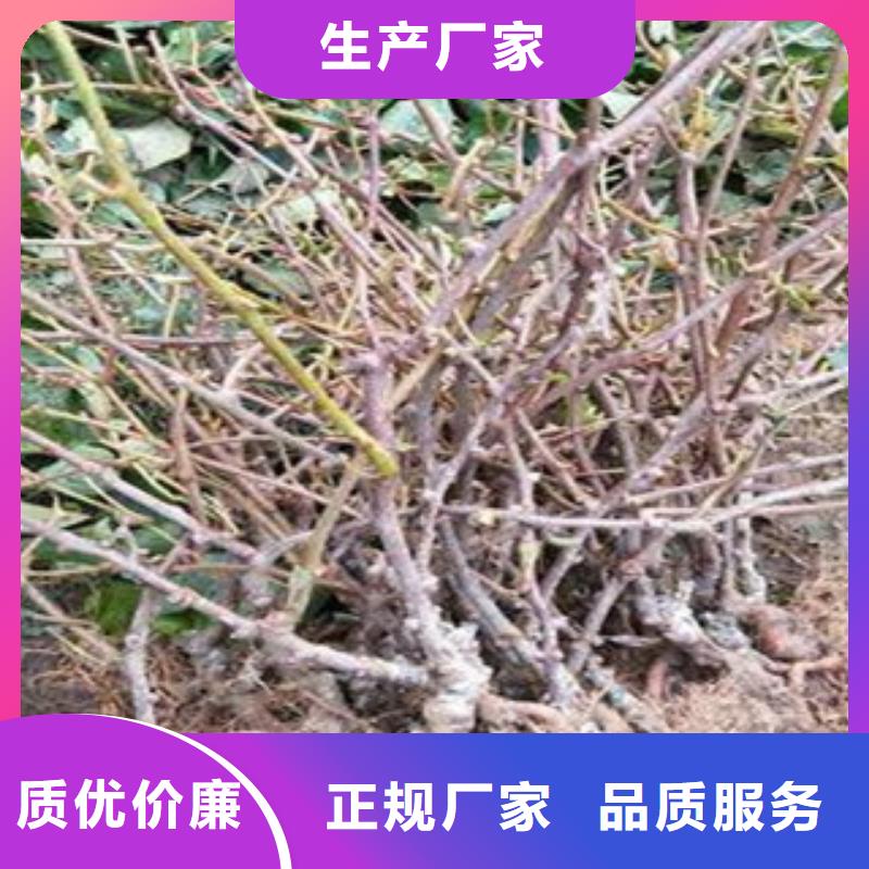 温州红阳猕猴桃苗资讯