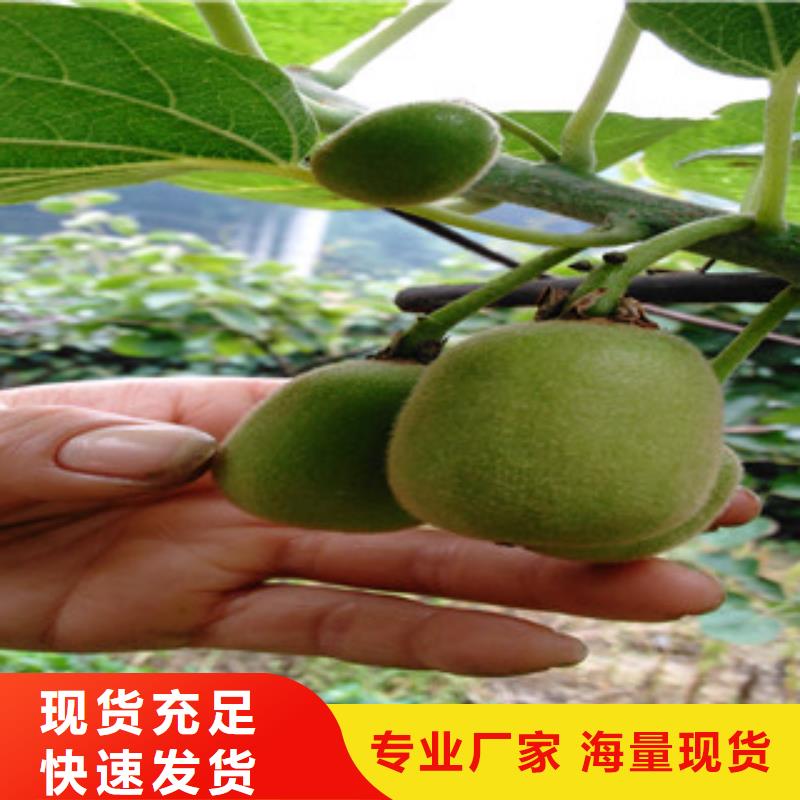 内江猕猴桃苗种植方法
