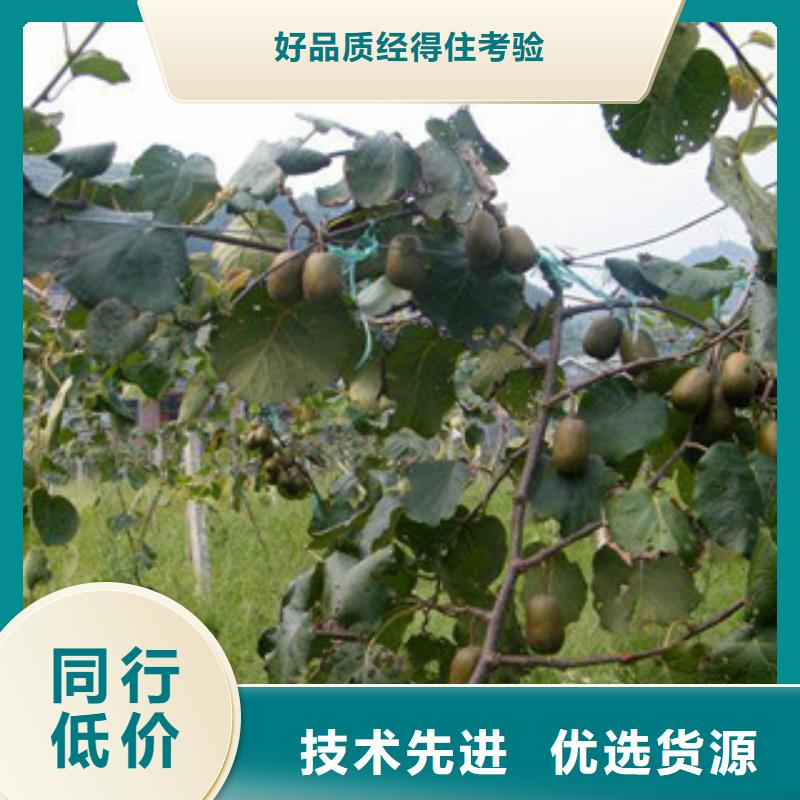 内江海沃德猕猴桃苗生产基地