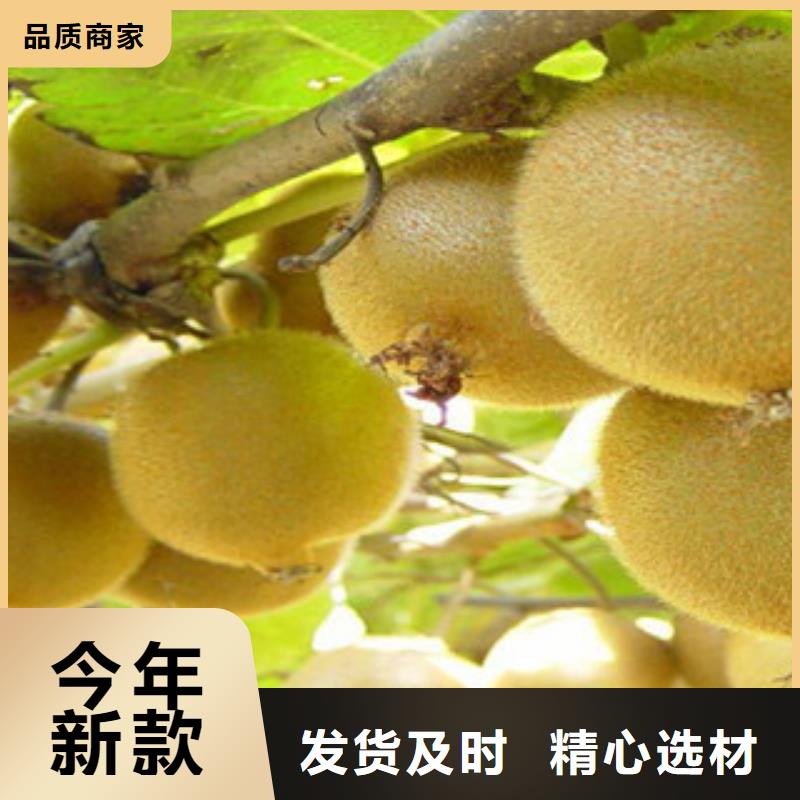 温州红阳猕猴桃苗哪里有卖的