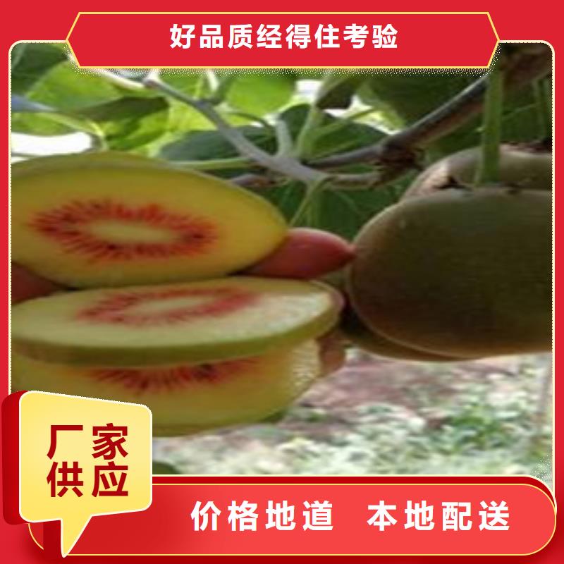 深圳海沃德猕猴桃苗哪里的便宜