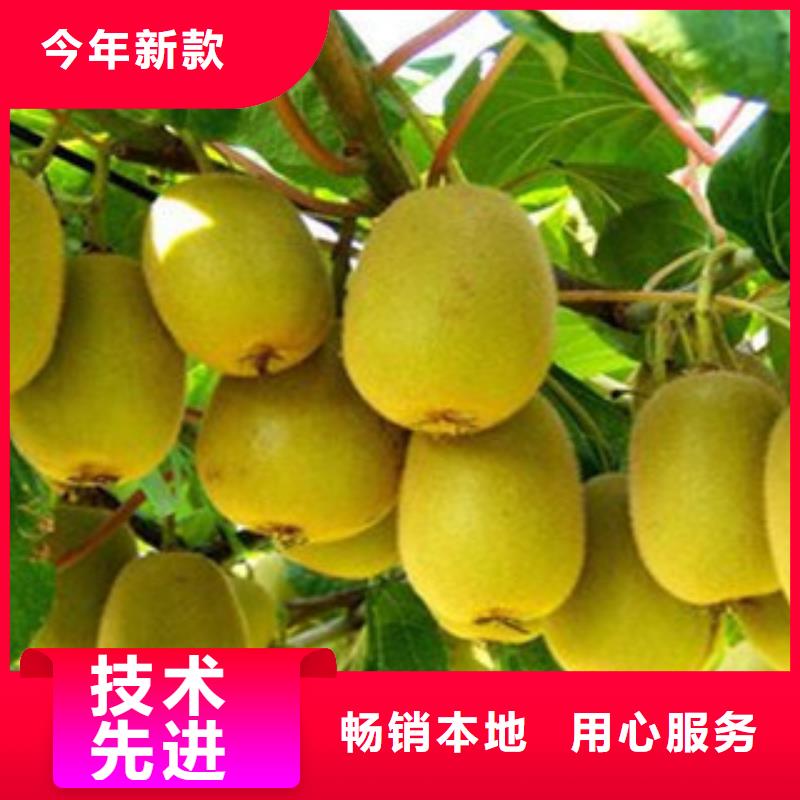深圳黄金果猕猴桃苗哪里有卖的
