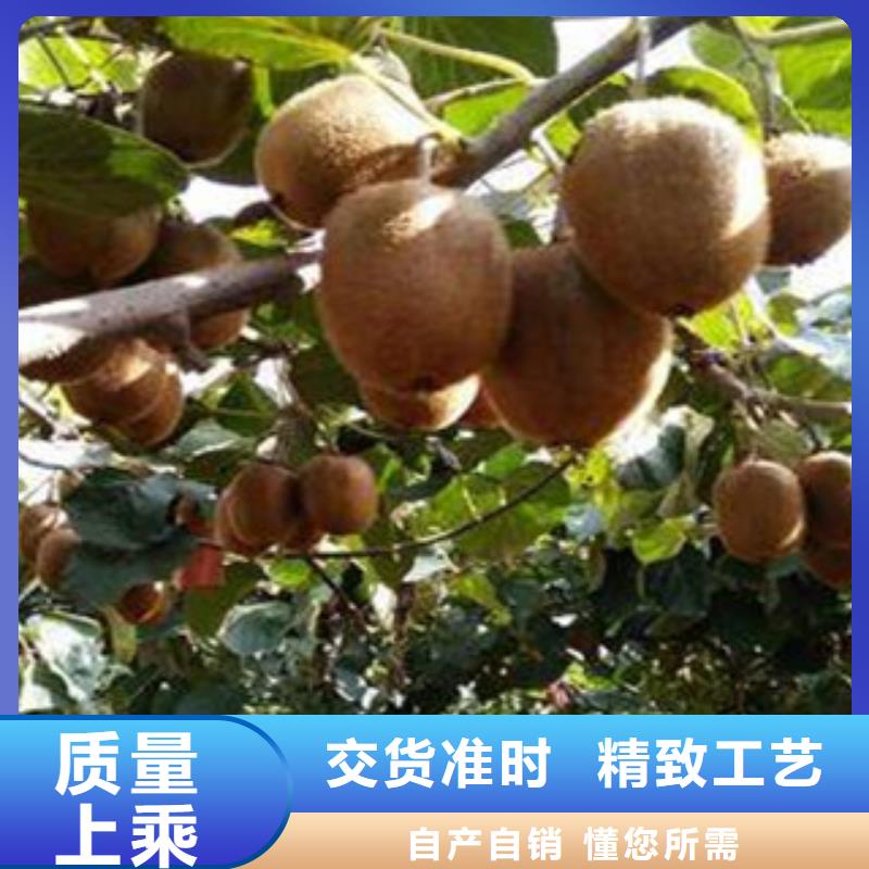 丹东楚红猕猴桃苗品种大全