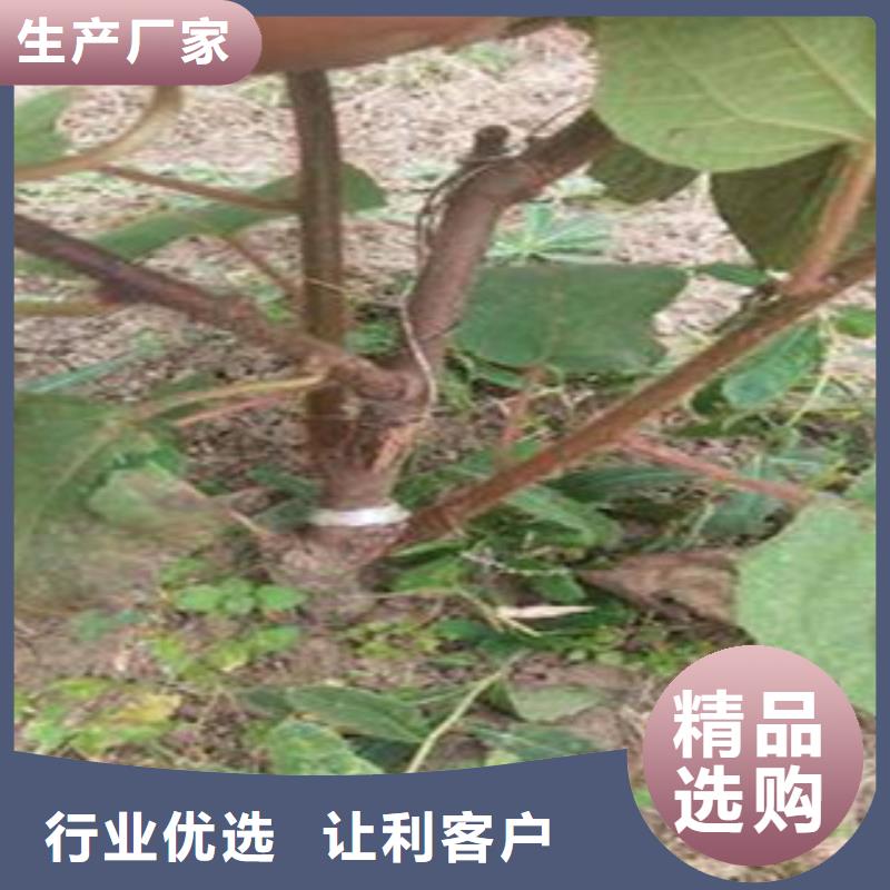 怀化红阳猕猴桃苗种植技术
