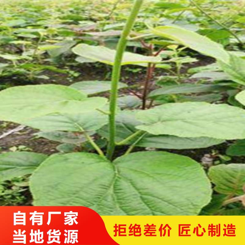 台州红阳猕猴桃苗种植方法