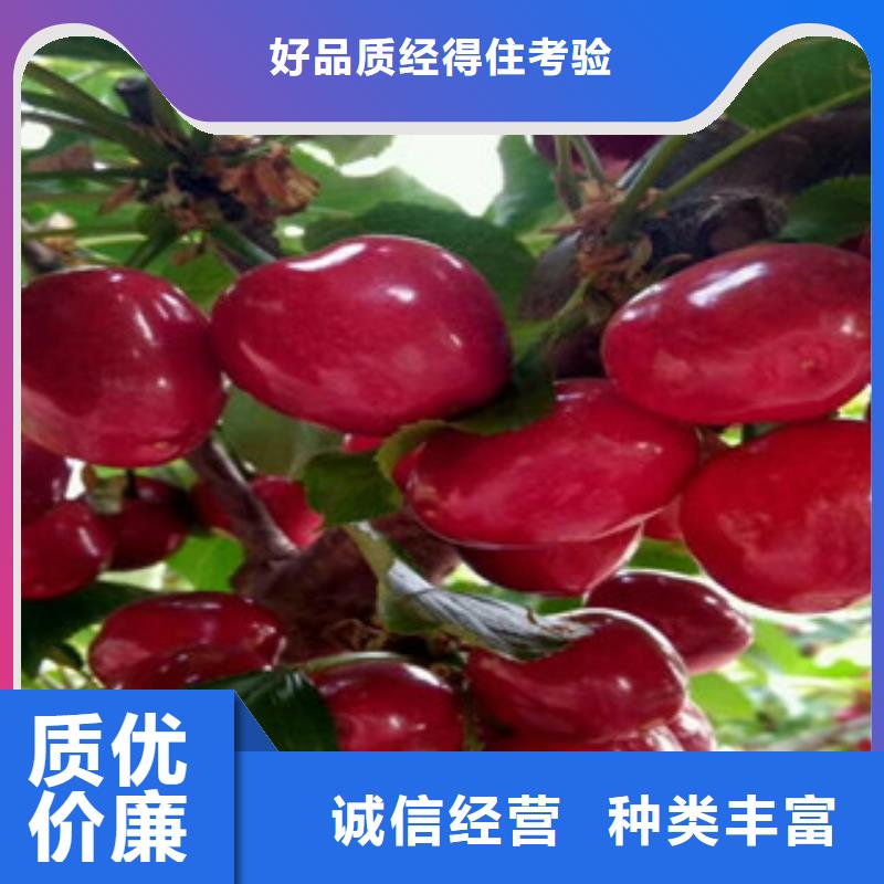 台湾兰丁樱桃砧木树苗兰丁樱桃砧木苗品种大全