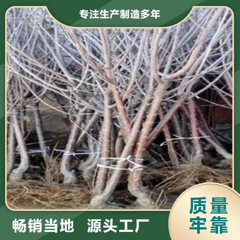 台湾拉宾斯樱桃树苗拉宾斯樱桃苗几年结果