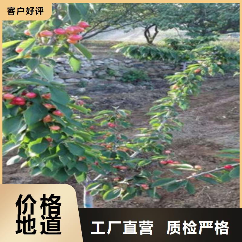 台湾红南阳樱桃树苗红南阳樱桃苗种植时间