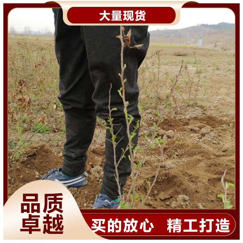 糖槭树3-10公分哪里卖多钱内蒙古阿拉善
