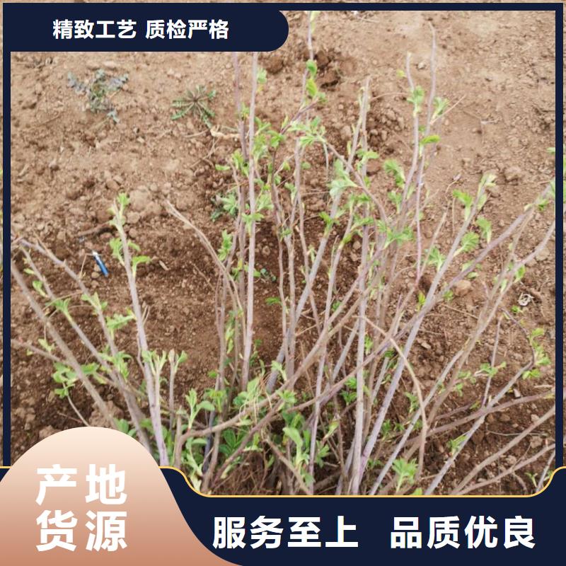 糖槭树3-10公分哪里卖多钱辽宁锦州