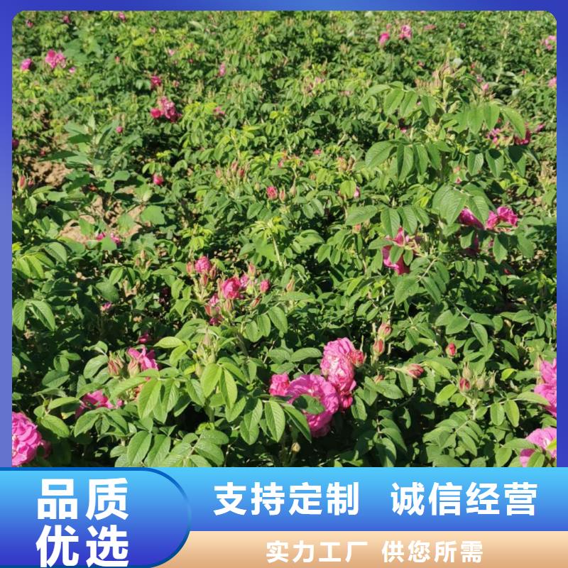 紫叶稠李树3-8公分哪里有青海海东