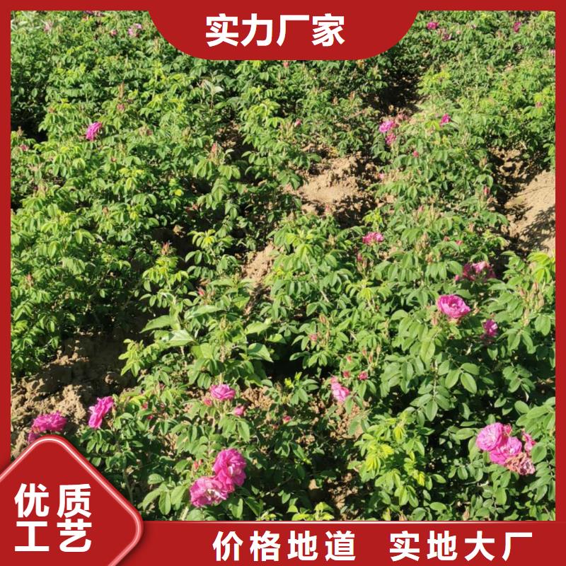 金叶榆树3-8公分价格多少钱辽宁锦州