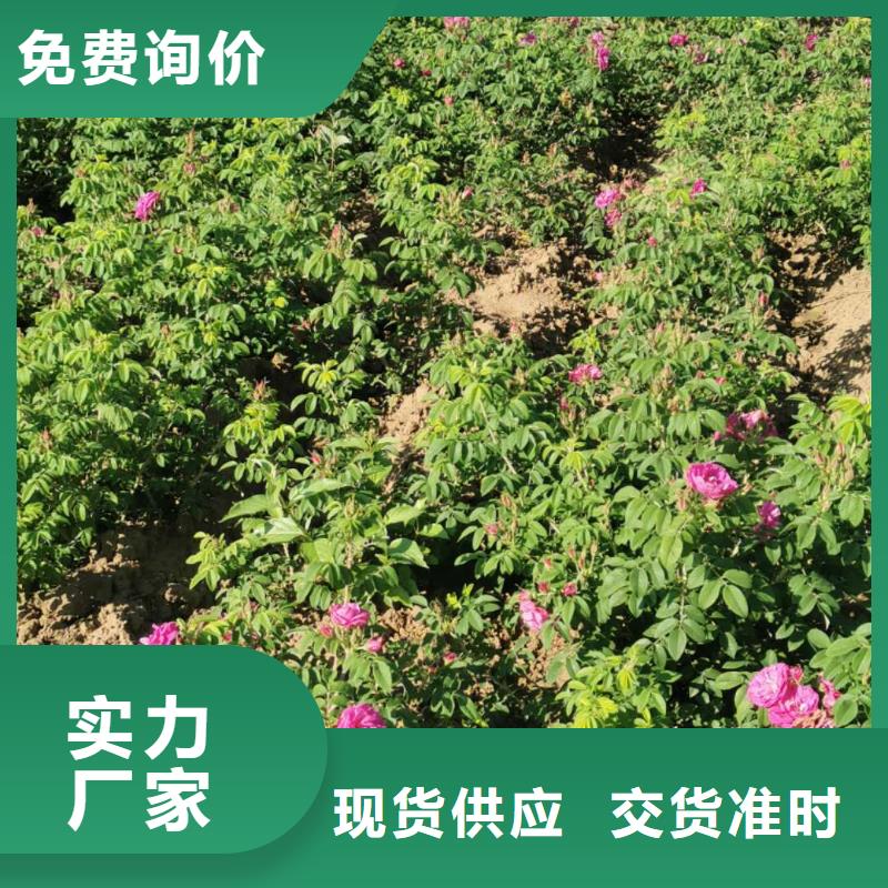 紫叶稠李树3-8公分哪里有辽宁盘锦