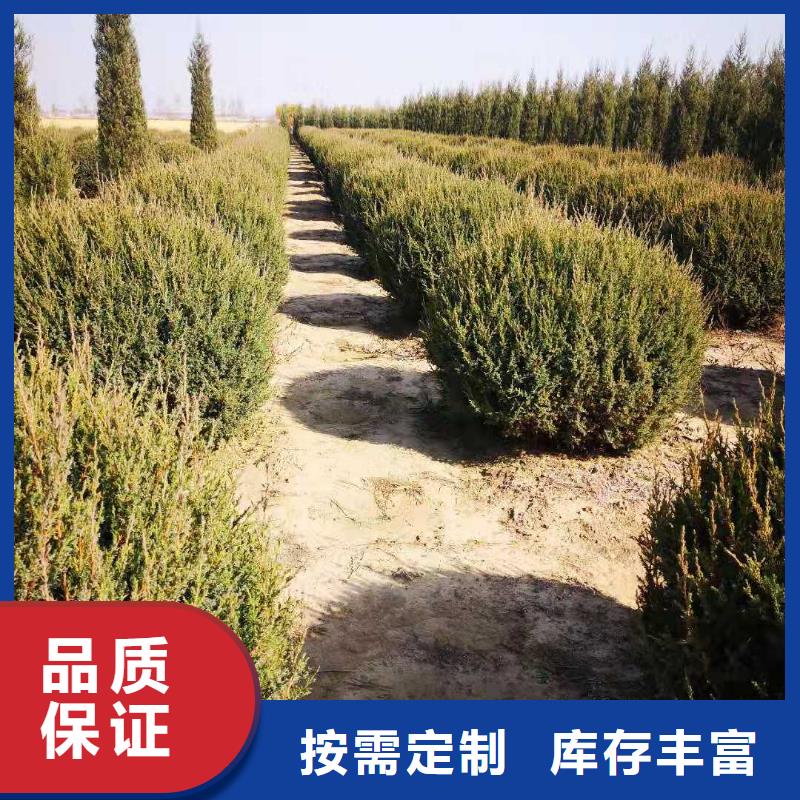 糖槭树3-8公分大量西藏