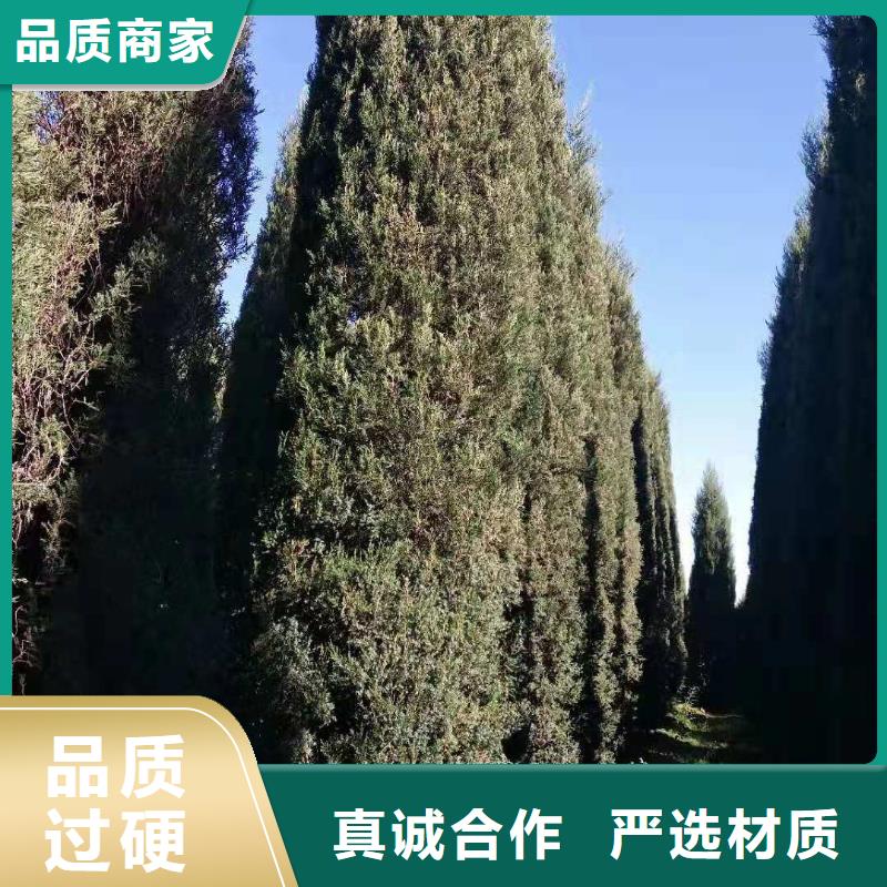 糖槭树3-8公分大量辽宁本溪