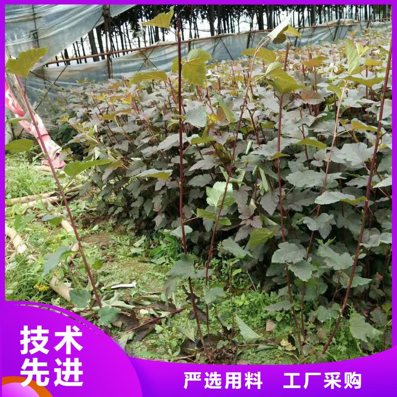紫叶风箱果球-紫叶风箱果苗价格 图片 丛生 营养杯苗太原