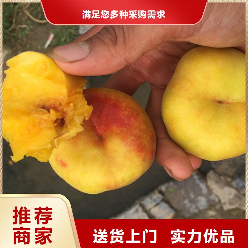 忻州夏甜桃树苗货源充足、现挖现卖、根系发达、包成活率