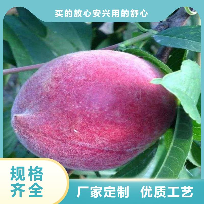 临沧红甘露桃树苗货源充足、现挖现卖、根系发达、包成活率