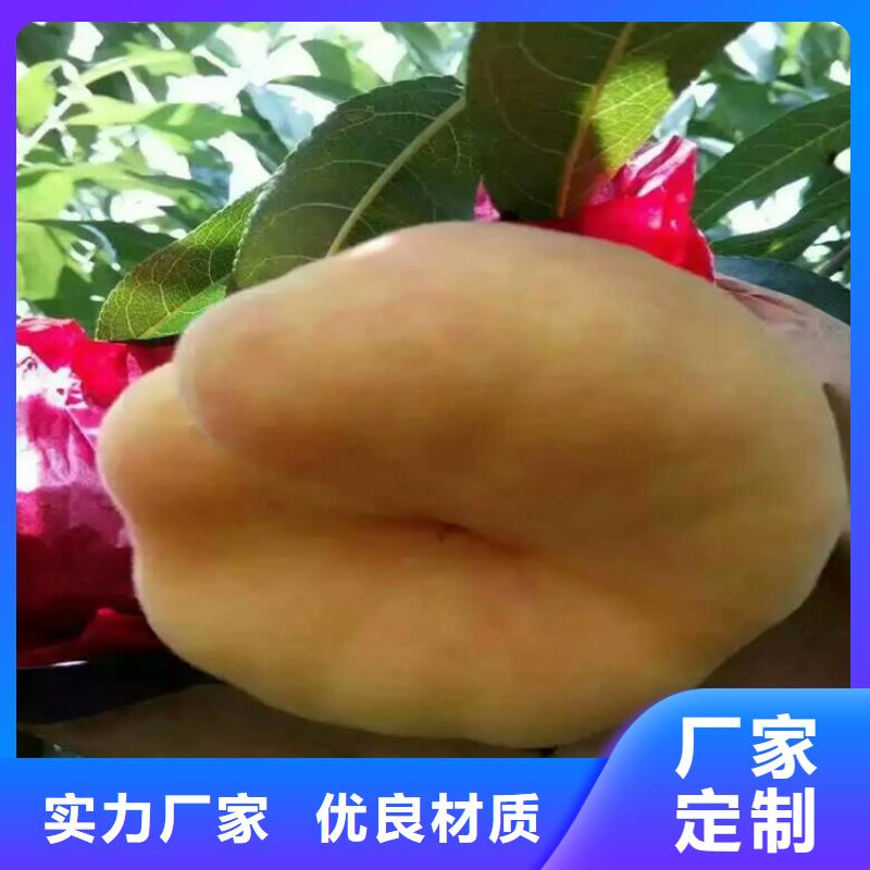 连云港齐鲁巨红桃树苗货源充足、现挖现卖、根系发达、包成活率