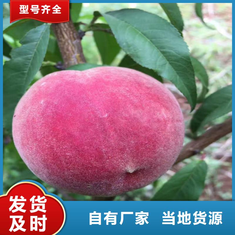上海春丽桃树苗货源充足、现挖现卖、根系发达、包成活率