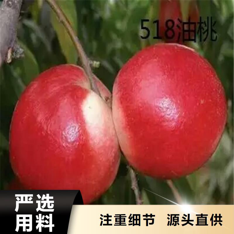成都齐鲁巨红桃树苗货源充足、现挖现卖、根系发达、包成活率