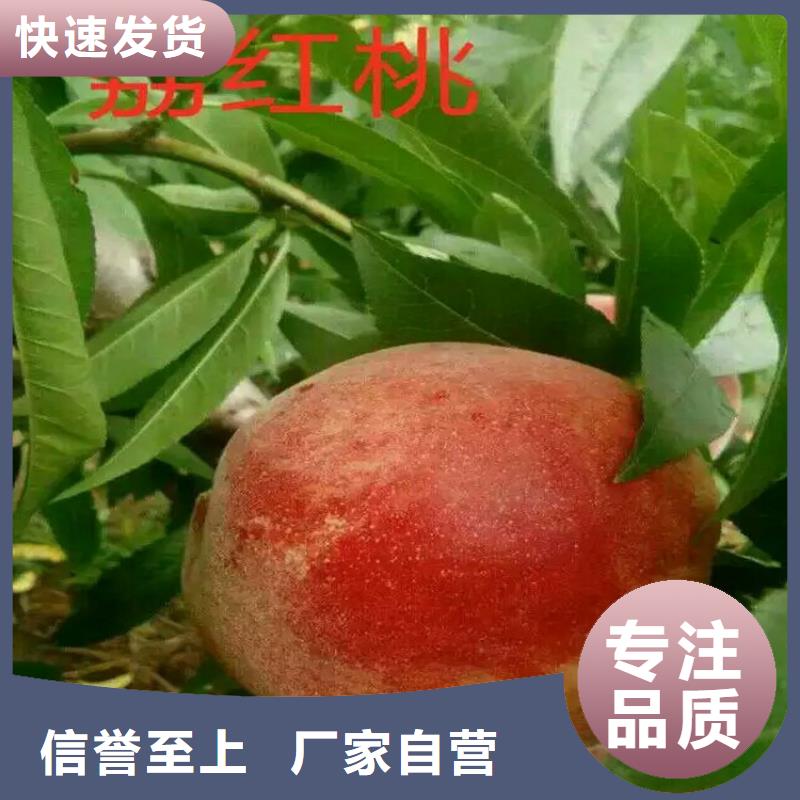 南阳早熟鲁红618桃树苗货源充足、现挖现卖、根系发达、包成活率