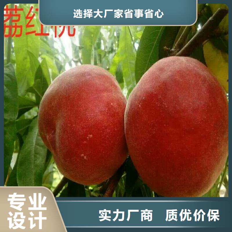 昭通金秋红蜜桃树苗货源充足、现挖现卖、根系发达、包成活率