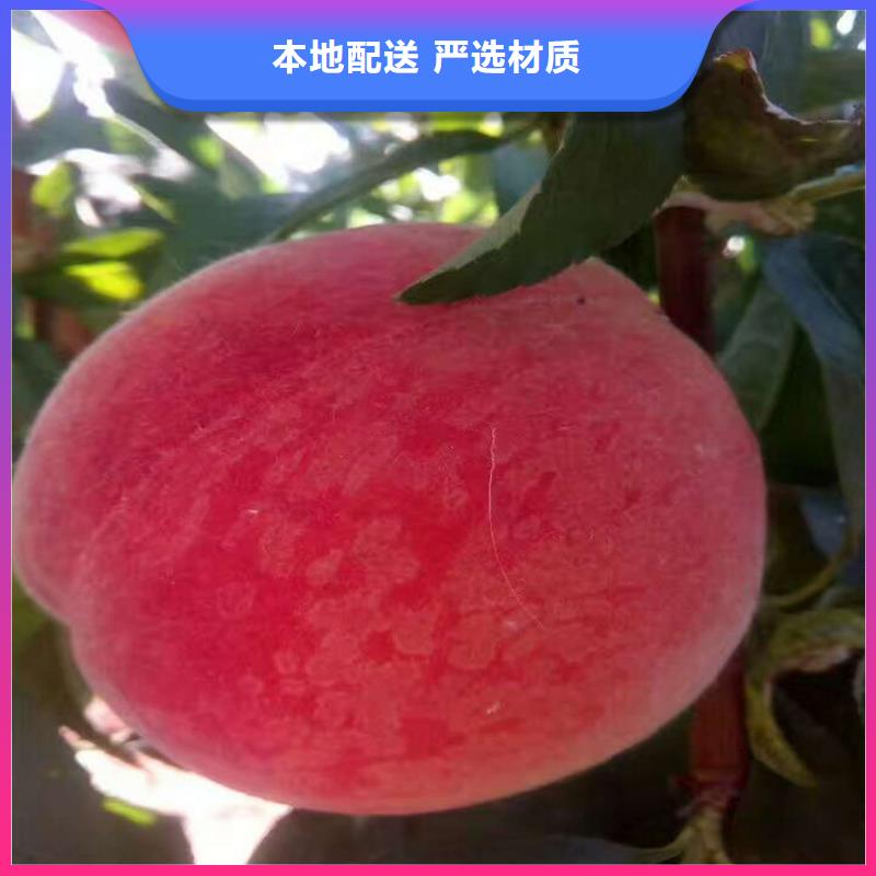 青海夏甜桃树苗货源充足、现挖现卖、根系发达、包成活率
