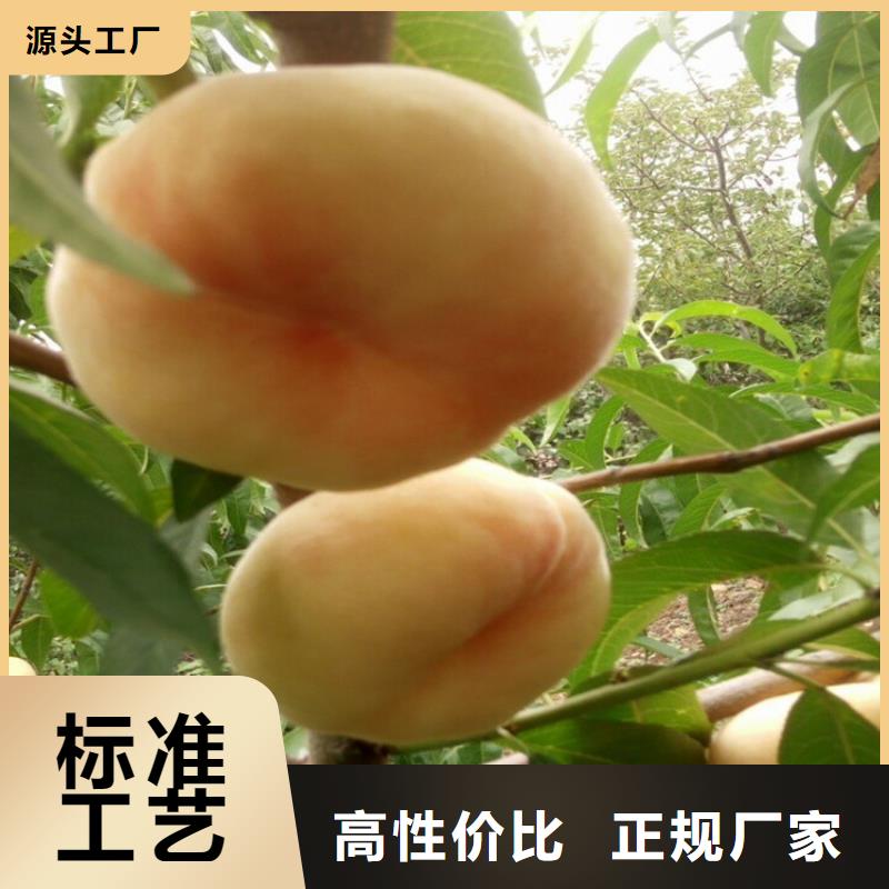 玉树锦绣黄桃树苗货源充足、现挖现卖、根系发达、包成活率
