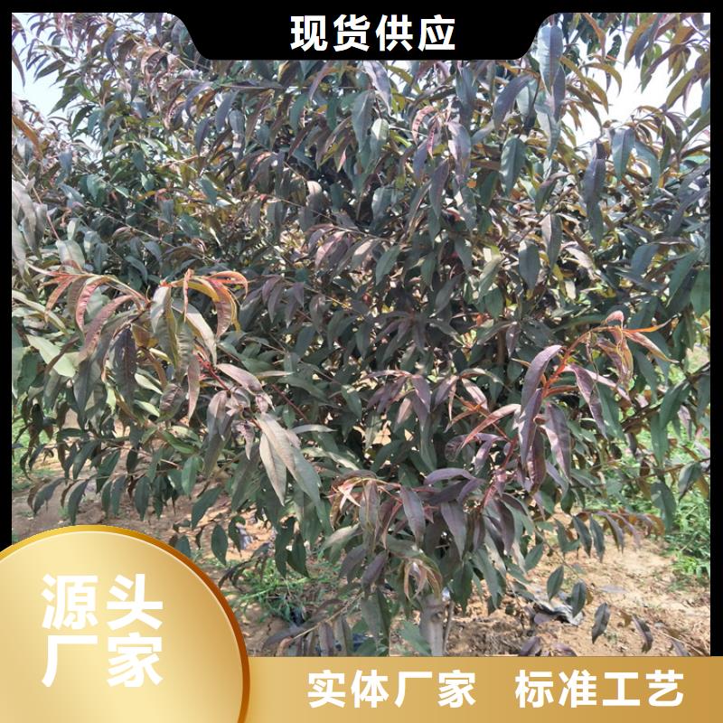 南宁红甘露桃树苗货源充足、现挖现卖、根系发达、包成活率