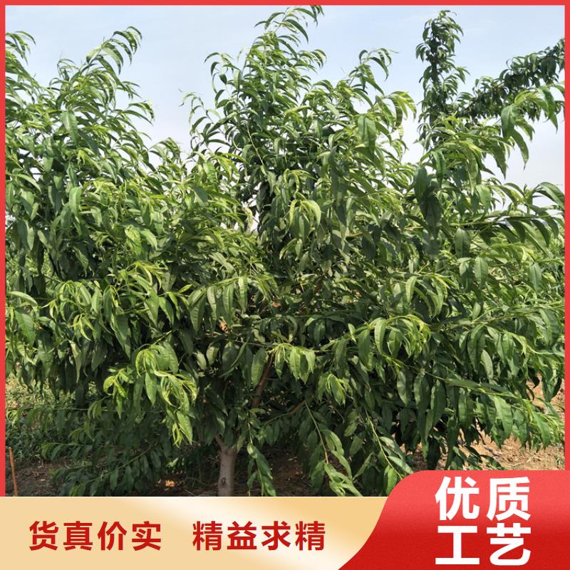 荆州秋雪桃树苗货源充足、现挖现卖、根系发达、包成活率